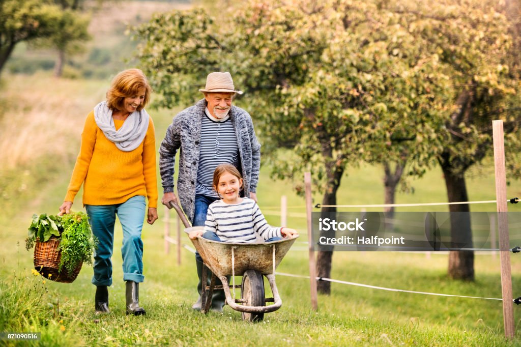 Senior couple with grandaughter gardening in the backyard garden Happy healthy senior couple with their grandaughter harvesting vegetables on allotment. Man pushing small girl in wheelbarrow, woman carrying vegetables in a basket. Senior Adult Stock Photo