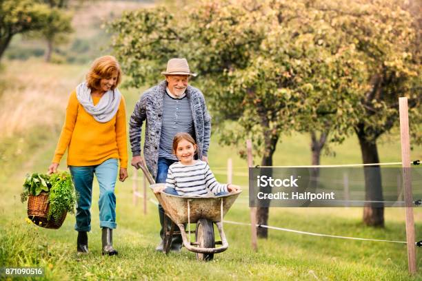 Senior Couple With Grandaughter Gardening In The Backyard Garden Stock Photo - Download Image Now