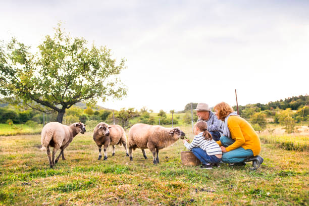 старшая пара с внучкой кормит овец на ферме. - sheep child farm livestock стоковые фото и изображения