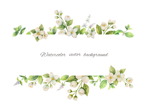 Watercolor vector banner of flowers Jasmine and mint branches isolated on white background. Floral illustration for design greeting cards, wedding invitations, natural cosmetics, packaging and tea.
