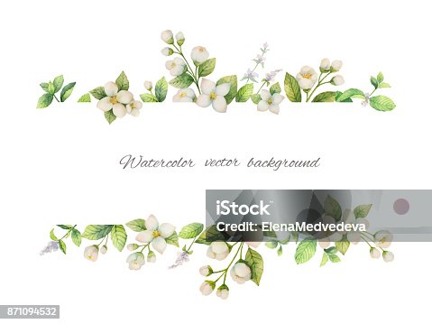 istock Watercolor vector banner of flowers Jasmine and mint branches isolated on white background. 871094532