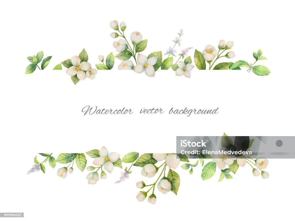 Watercolor vector banner of flowers Jasmine and mint branches isolated on white background. Watercolor vector banner of flowers Jasmine and mint branches isolated on white background. Floral illustration for design greeting cards, wedding invitations, natural cosmetics, packaging and tea. Flower stock vector