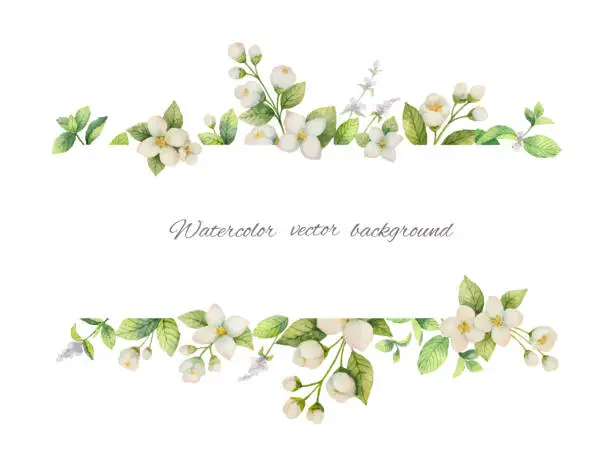 Vector illustration of Watercolor vector banner of flowers Jasmine and mint branches isolated on white background.