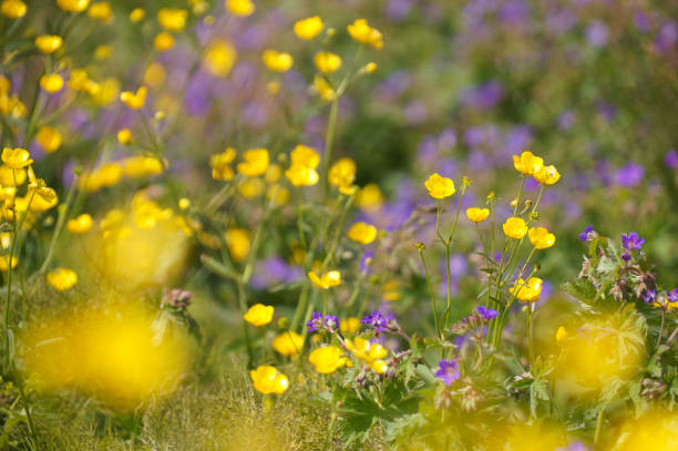 istock Beautiful  flowers in summer,Iceland. 871097798