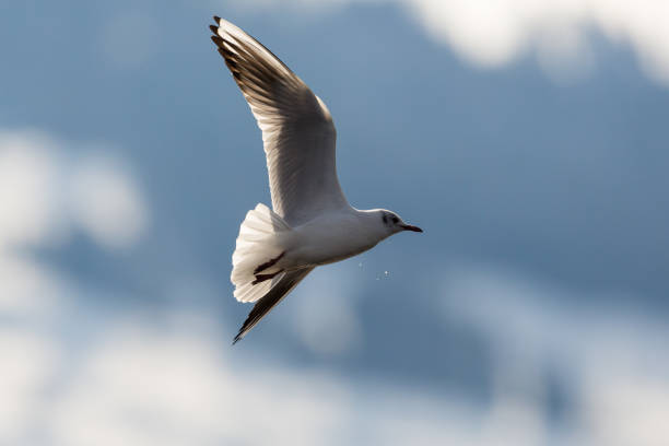 istock portrait flying black-headed gull (Larus ridibundus) with spread wings 871098412