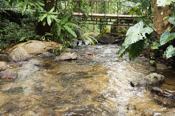 istock beautiful brook in country Chiang Mai 871098612