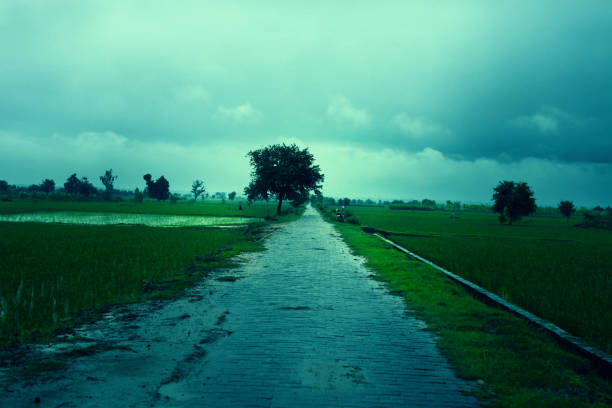 Country road in middle of green field.