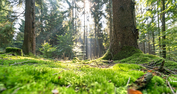 sunny illuminated low angle forest scenery with moss and ground cover vegetation