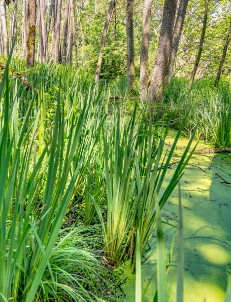 日当たりの良い湿地帯風景 - moistness ストックフォトと画像