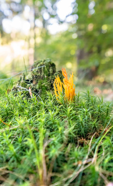 istock orange coral fungi 871099588
