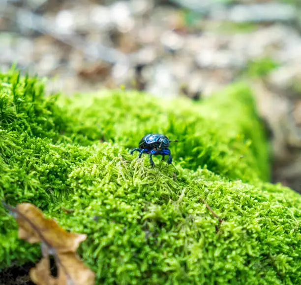 Photo of forest dung beetle