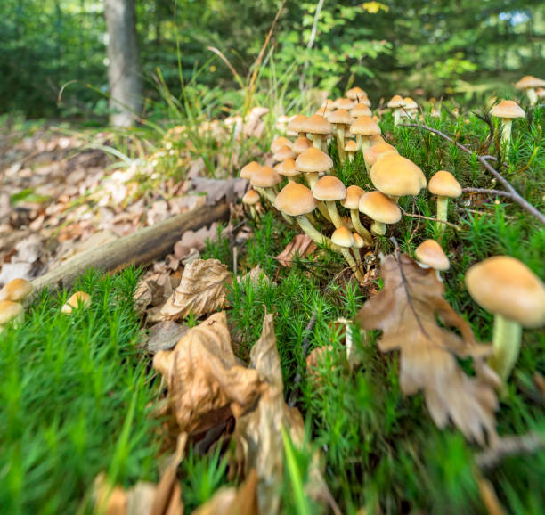 istock lots of mushrooms 871102598