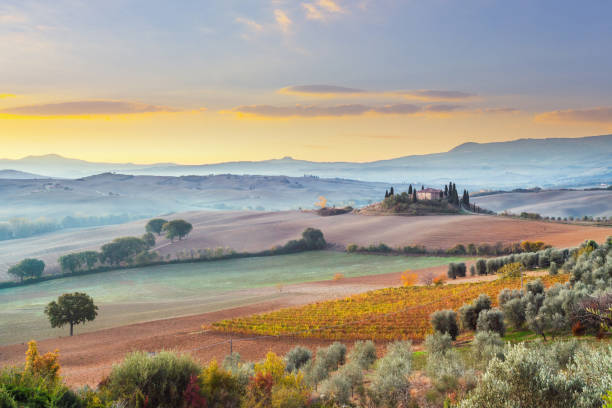 イタリア、トスカーナの景観 - vineyard tuscany italy italian culture ストックフォトと画像