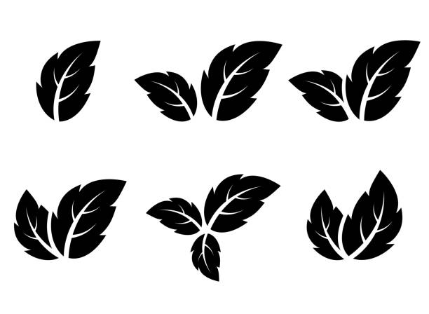 leaf icons set black leaf icons set on white background spearmint stock illustrations