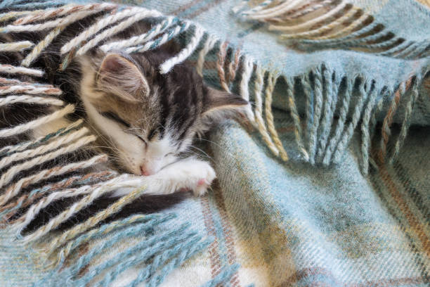 istock detail of tabby kitten sleeping on woollen blanket 871106512