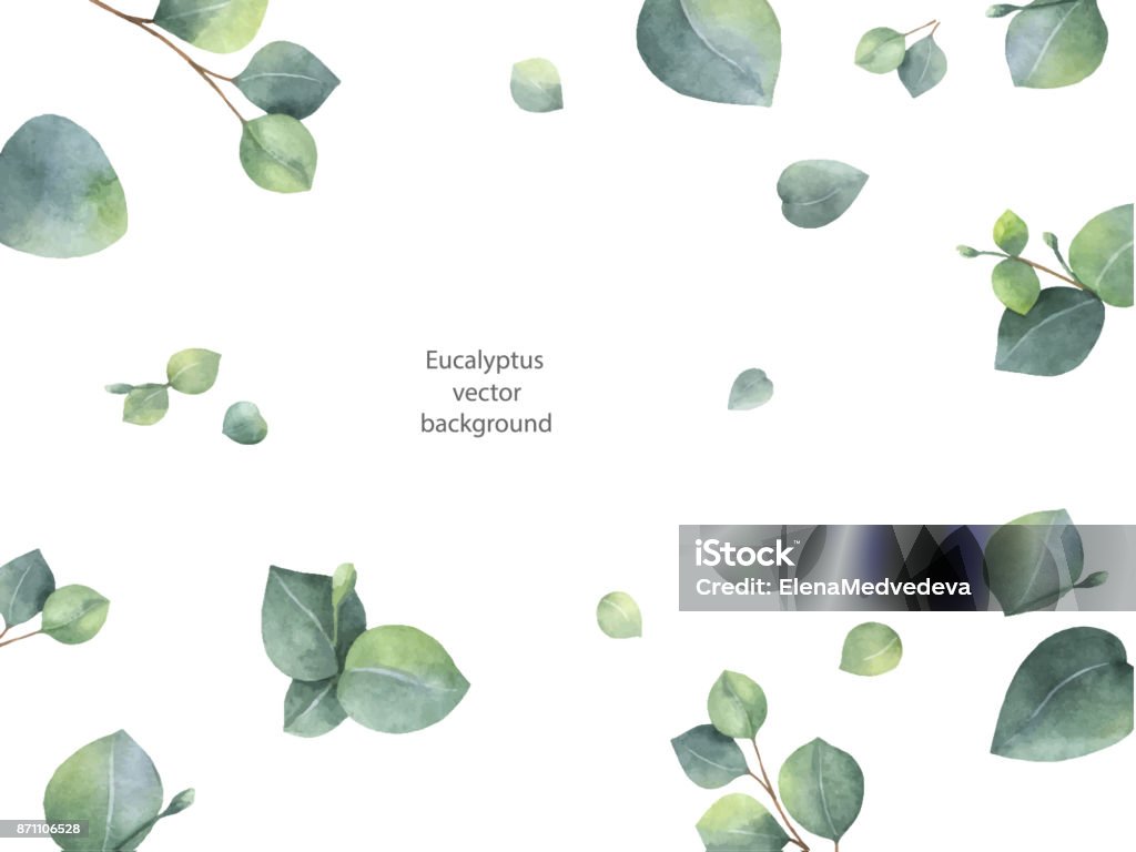 Bandera floral acuarela vector verde con hojas de eucalipto dólar de plata y ramas aisladas sobre fondo blanco. - arte vectorial de Hoja libre de derechos