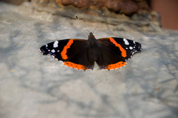 istock Hives butterfly are sitting on the light iron box 871112414