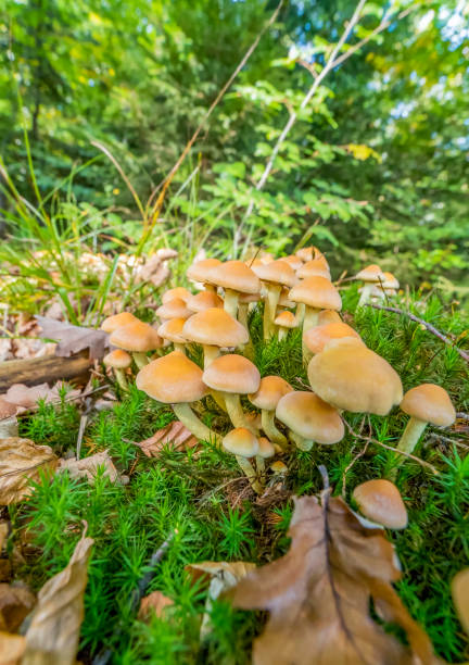 istock lots of mushrooms 871112430