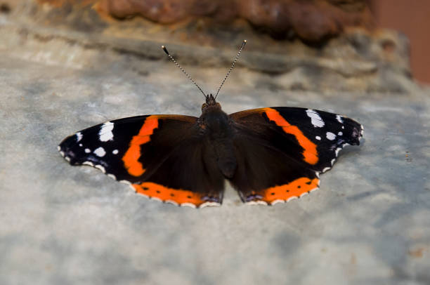 istock Hives butterfly are sitting on the light iron box 871112552