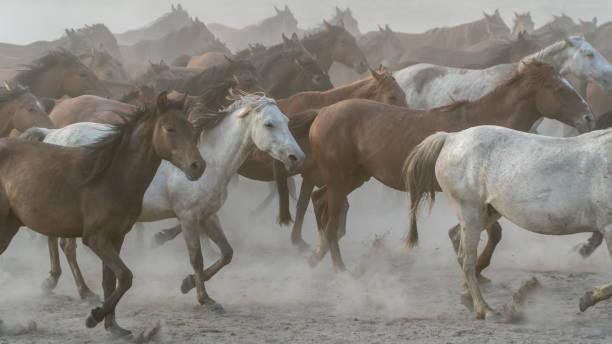 istock Horses running gallop in group kicking off dust 871113070