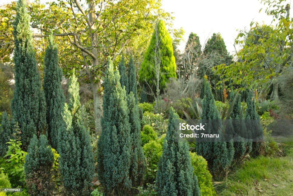 Wood of softwood Coniferous wood in the park Chaparral - Grass Area Stock Photo