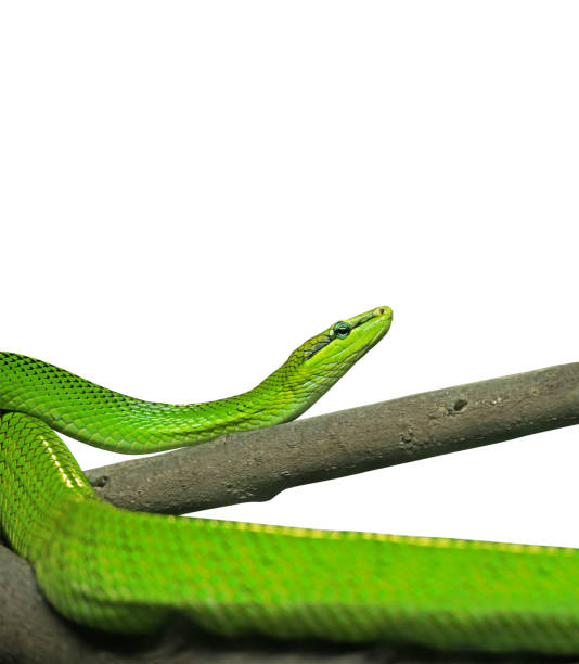 istock Red-Tailed Green Ratsnake on White Background, Clipping Path 871121610
