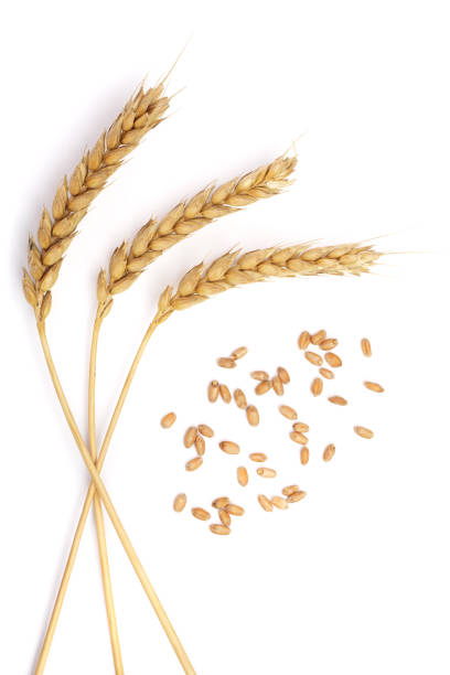 istock grain and ears of wheat isolated on white background. Top view 871124090