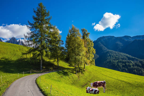 istock Farm cows grazing in the meadows 871124574