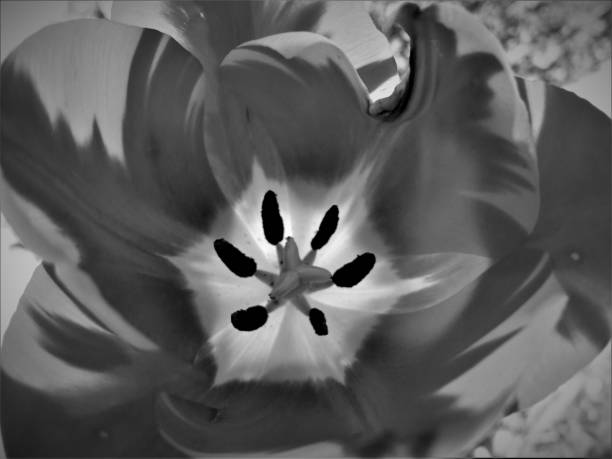 istock Flower Petals in Relief 871124674