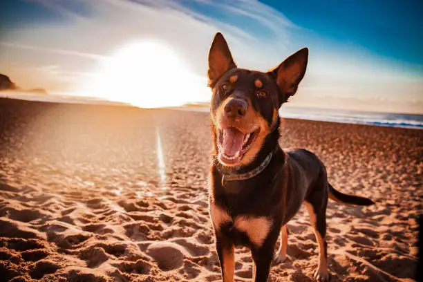 I took this photo of my Australian Kelpie whilst filming a time-lapse of the sunrise. He ran up to me with a stick to throw and i bent down and snapped this by accident.