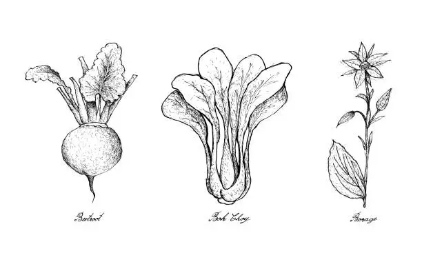 Vector illustration of Hand Drawn of Beetroot, Bok Choy and Borage