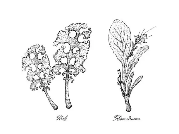 Vector illustration of Hand Drawn of Kale and Komatsuna Plants