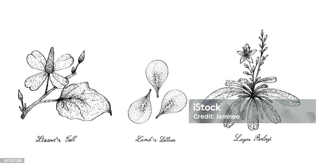 Hand Drawn of Lizard's Tail, Lamb's Lettuce and Lagos Bologi Vegetable Salad, Illustration of Hand Drawn Sketch Delicious Fresh Green Lizard's Tail, Lamb's Lettuce and Lagos Bologi Plants Isolated on White Background. Houttuynia cordata stock vector