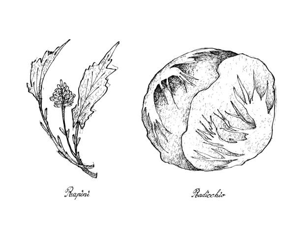 рука, нарисованная свежим рапини и радиккио - broccoli raab stock illustrations
