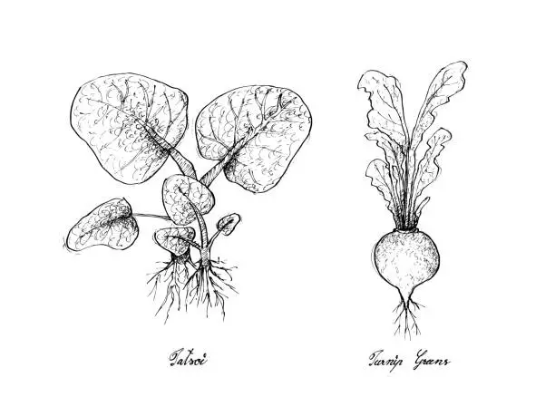 Vector illustration of Hand Drawn of Tatsoi and Turnip Greens