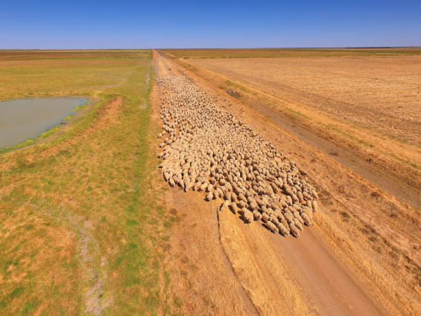 Aerial view of Sheep Herd Australia Aerial view of large Sheep Herd in Outback Australia with farmer and sheep dog working n large sheep station outback photos stock pictures, royalty-free photos & images
