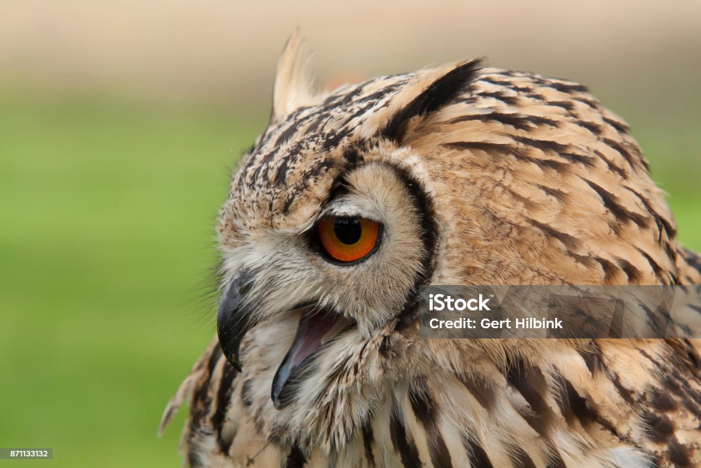 Bufniță - Fotografie de stoc Aripă fără redevențe Bufniță - Fotografie de stoc Aripă fără redevențe