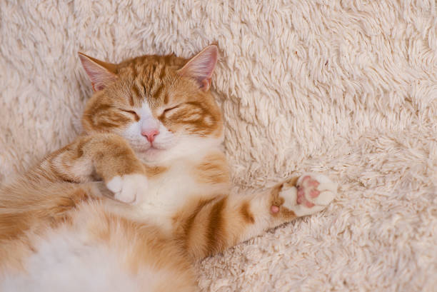 istock Red cat lying on the bed. Pet  couch resting. Fluffy cat sleepi 871134078