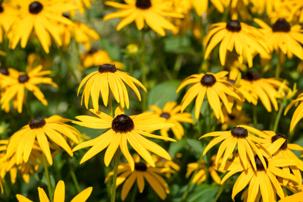 istock field of orange coneflower for backgrounds 871136768