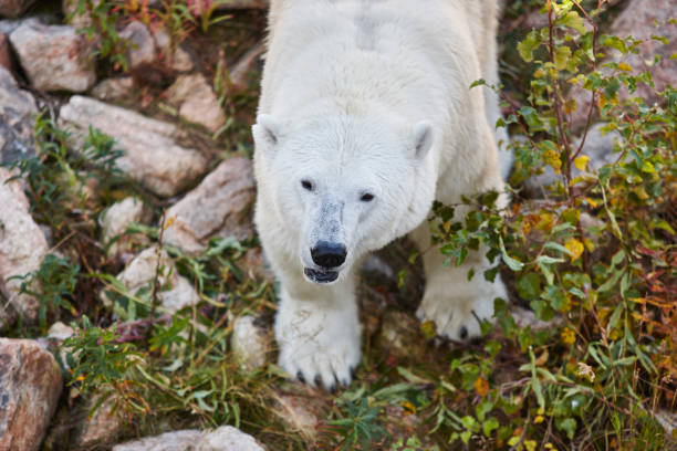 eisbären in der wildnis. tierwelt tier hintergrund. - polar bear young animal isolated cub stock-fotos und bilder