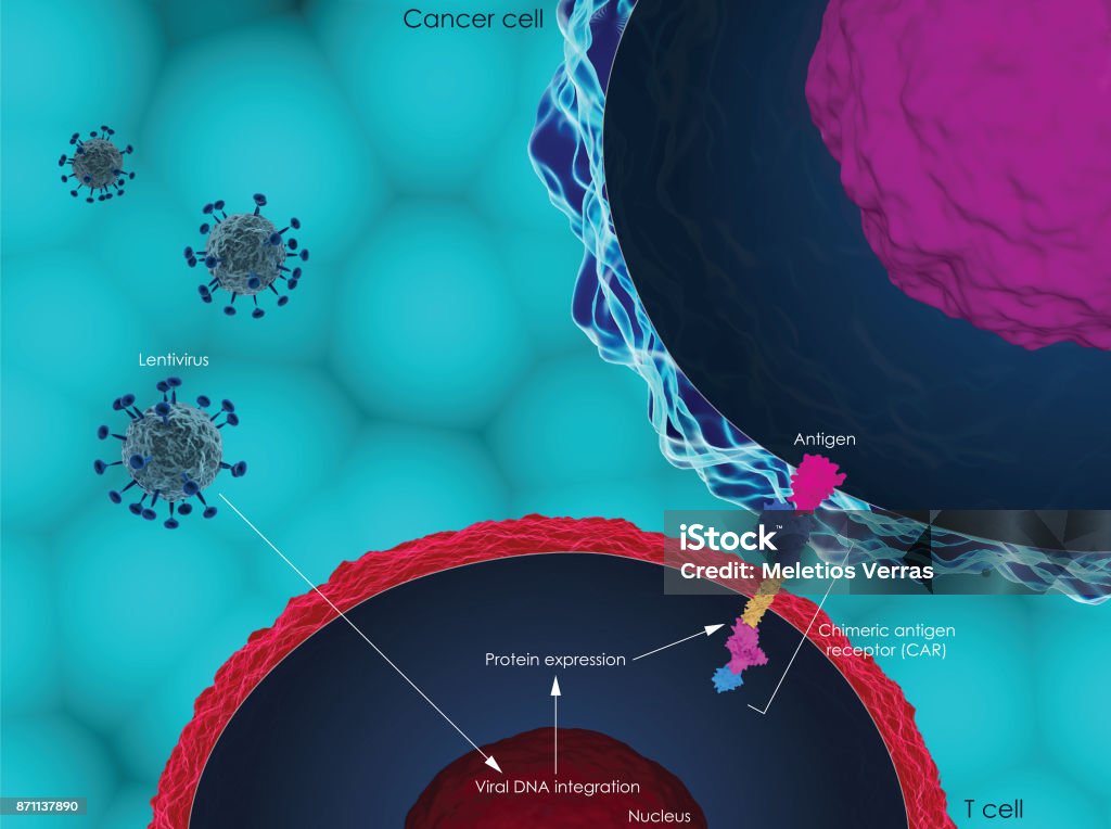 CAR T-cell therapy 3d render of the use of viruses to engineer immune system T cells to express chimeric antigen receptors (CARs) for cancer therapy Biological Cell Stock Photo