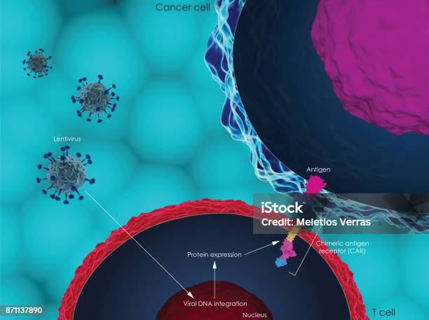 Car Tcell Therapy Stock Photo - Download Image Now - Biological Cell, Immune System, T-Cell