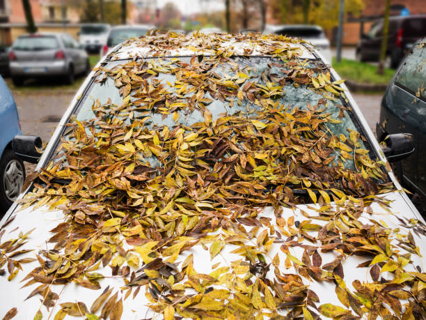 istock Car windshield covered by autumn leaves 871140690