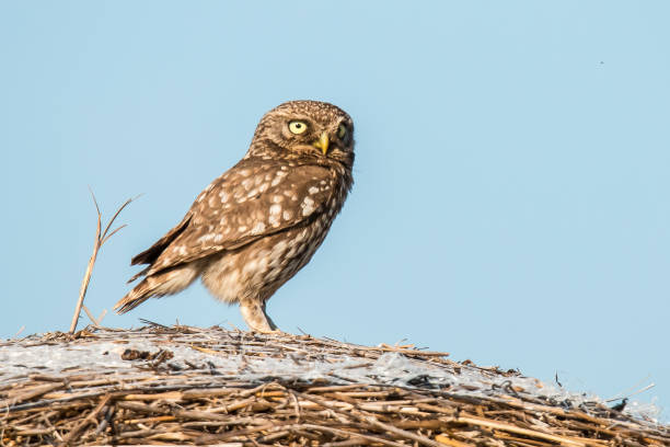 istock Screech owl,  Athene noctua 871141458