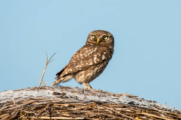 istock Screech owl,  Athene noctua 871141490