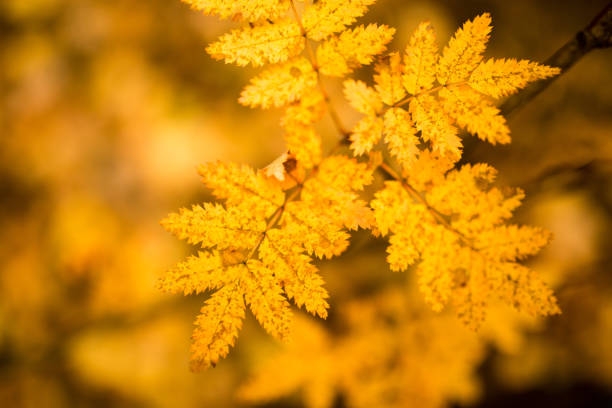 istock beautiful leaves on a tree in autumn 871141496