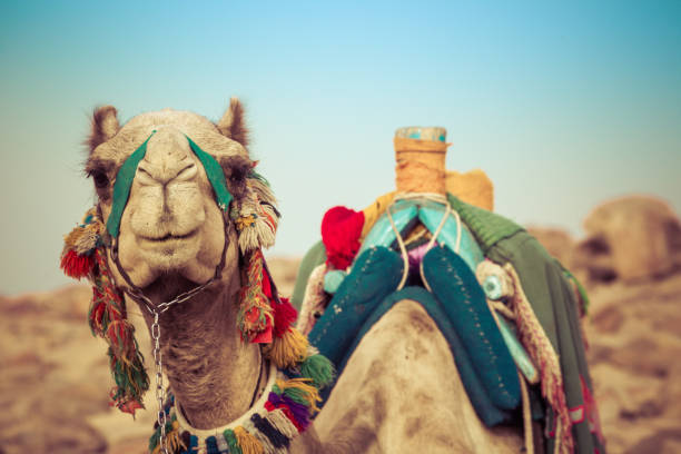 kamel mit traditionellen beduinen sattel in ägypten legen - journey camel travel desert stock-fotos und bilder