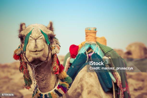 Camel Lay With Traditional Bedouin Saddle In Egypt Stock Photo - Download Image Now - Egypt, Camel, Travel