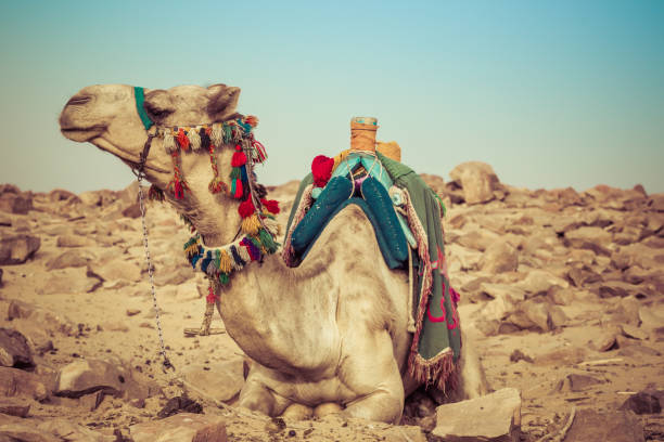 istock Camel lay with traditional Bedouin saddle in Egypt 871141628
