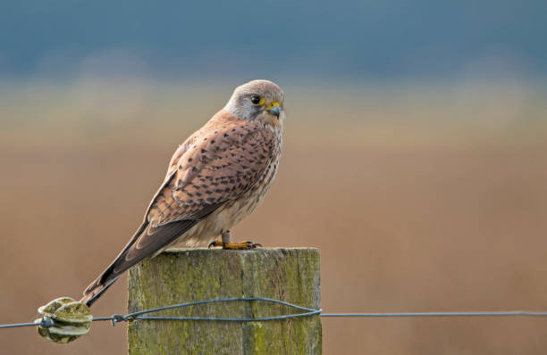 istock Kestrel, Falco tinnunculus 871142396